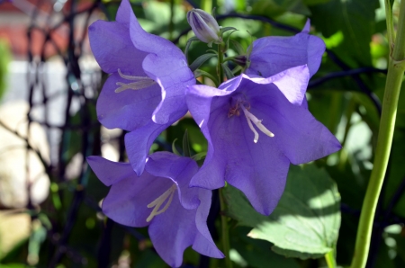 Campanula - buds, blossoms, blue, leaves, garden, flower