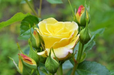 Yellow Rose - buds, petals, leaves, blossom, garden