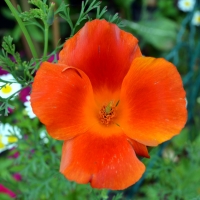 Orange Poppy