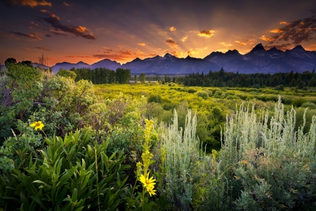 Grand Teton National Park - sky, usa, landscape, flowers, sunset, colors