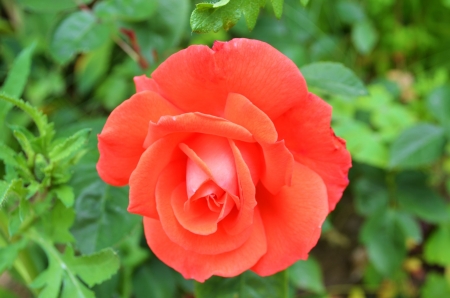 Orange Rose - blossom, garden, leaves, petals