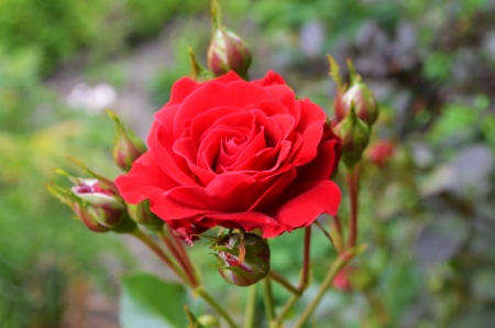 Lovely Rose - blossom, buds, garden, red