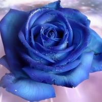 ~*~ Blue Rose ~*~