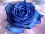 ~*~ Blue Rose ~*~