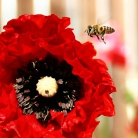 Bee and poppy