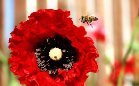 Bee and poppy - wide screen, beauty, photography, field, bee, macro, insects, romance, honey bee, love, summer, wallpaper, nature, abstract, floral, beautiful, close-up, photo, flower, poppy