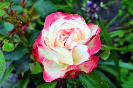 Rose - white, red, garden, petals, blossom, leaves