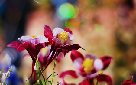 Aquilegia, columbine - flowers, columbine, maroon, nature, aquilegia