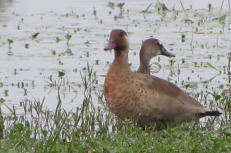 Patillos - patillos, animales, aves, patos