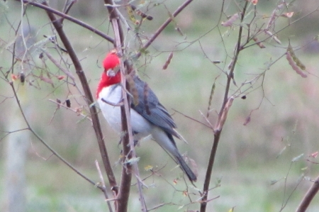 Cardenal - animal, ave, cardenal, pajarito