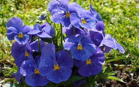 Blue Beauty - drops, flowers, macro, nature, blue