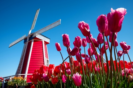 Holland windmill - sky, holland, beautiful, tulips, summer, flowers, mill