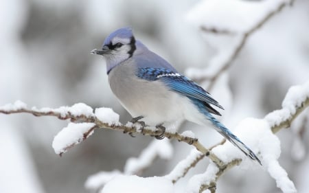 cyanocitta cristata - tree, bird, branch, snow