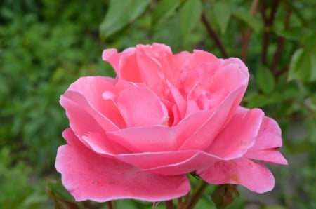 Pink Rose - blossom, garden, leaves, petals