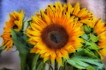 Sunflowers - blossoms, petals, photography, leaves, art