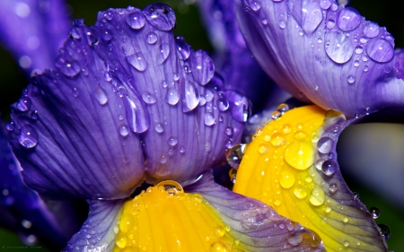 Iris - flower, purple, iris, water drops, yellow, close-up, macro, christopher coram