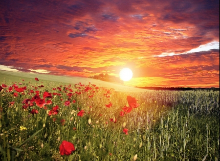 Field at Sunset - sky, sun, colors, flowers, poppies