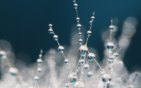 Water drops - white, blue, water drops, glitter, dandelion