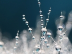 Water drops