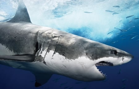 Great White Shark