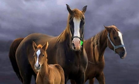 Family - three, family, horse, power