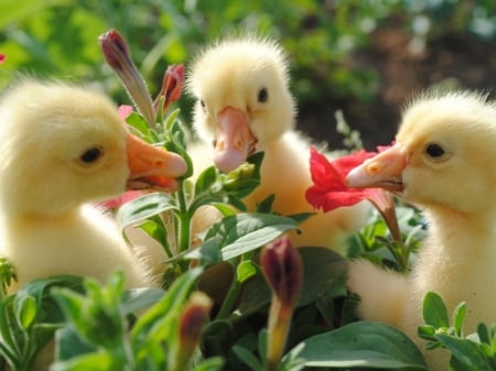 Baby Ducking Eating - flowers, duck, birds, animal, baby