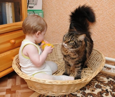 Listen,This Basket isn't big Enough for Both of us...! - basket, children, animal, kitten