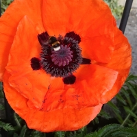 A Bee harvesting pollen