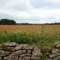 The poppy field