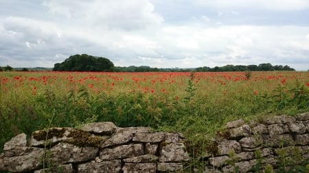 The poppy field - flowers, Stone wall, Poppy, nature