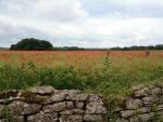 The poppy field