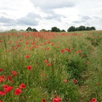 Poppy field 2