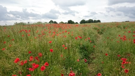 Poppy field 2 - clouds, poppy, red, field, sky