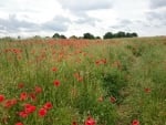 Poppy field 2