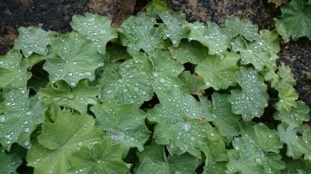 Morning Dew - leaves, nature, dew, green