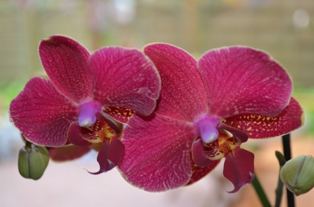 Orchid - exotic, bud, blossoms, petals