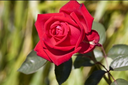 ♥  Single Red Rose  ♥ - Rose, Leaves, Petals, Single