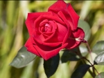 â™¥  Single Red Rose  â™¥