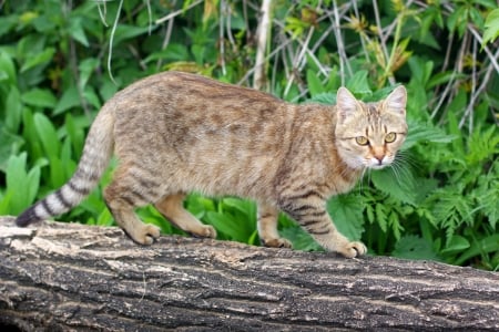  âœ¿~ On The Prowl ~âœ¿  - animal, log, fur, cat