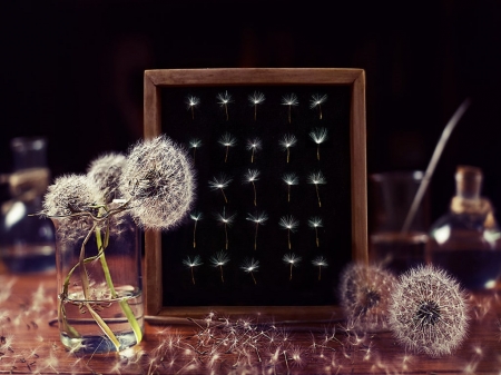 Dandelion Collection - jars, table, dandelion, peg board, still life