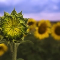 Sunflowers Field