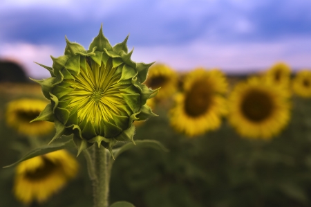 Sunflowers Field