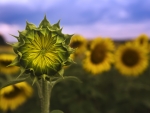 Sunflowers Field