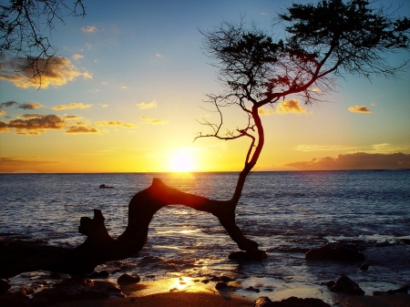 Amazing Sunset - clouds, hawaii, trees, sunset, sea, ocean, nature