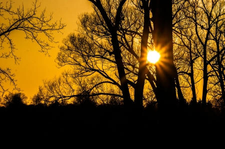 Summer Sunset - sunburst, sunshine, trees, landscape, sunset, bright, nature, evening, sunrays