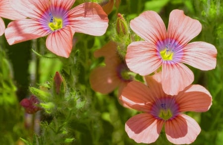 Coral Colour - coral, green, yellow, flower