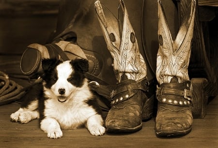 Puppies & Boots - cowboy, dogs, dogs and cats, boots, puppies, love four seasons, animals