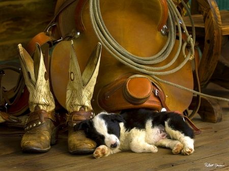 Cowboy Puppy - love four seasons, rope, puppy, cowboy, dogs and cats, animals, dogs, boots