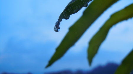 Droplets on leaves - droplets, rain, leaves, sky