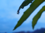 Droplets on leaves